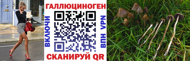 Галлюциногенные грибы Psilocybine cubensis  Козловка 